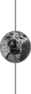 Timeline Icon